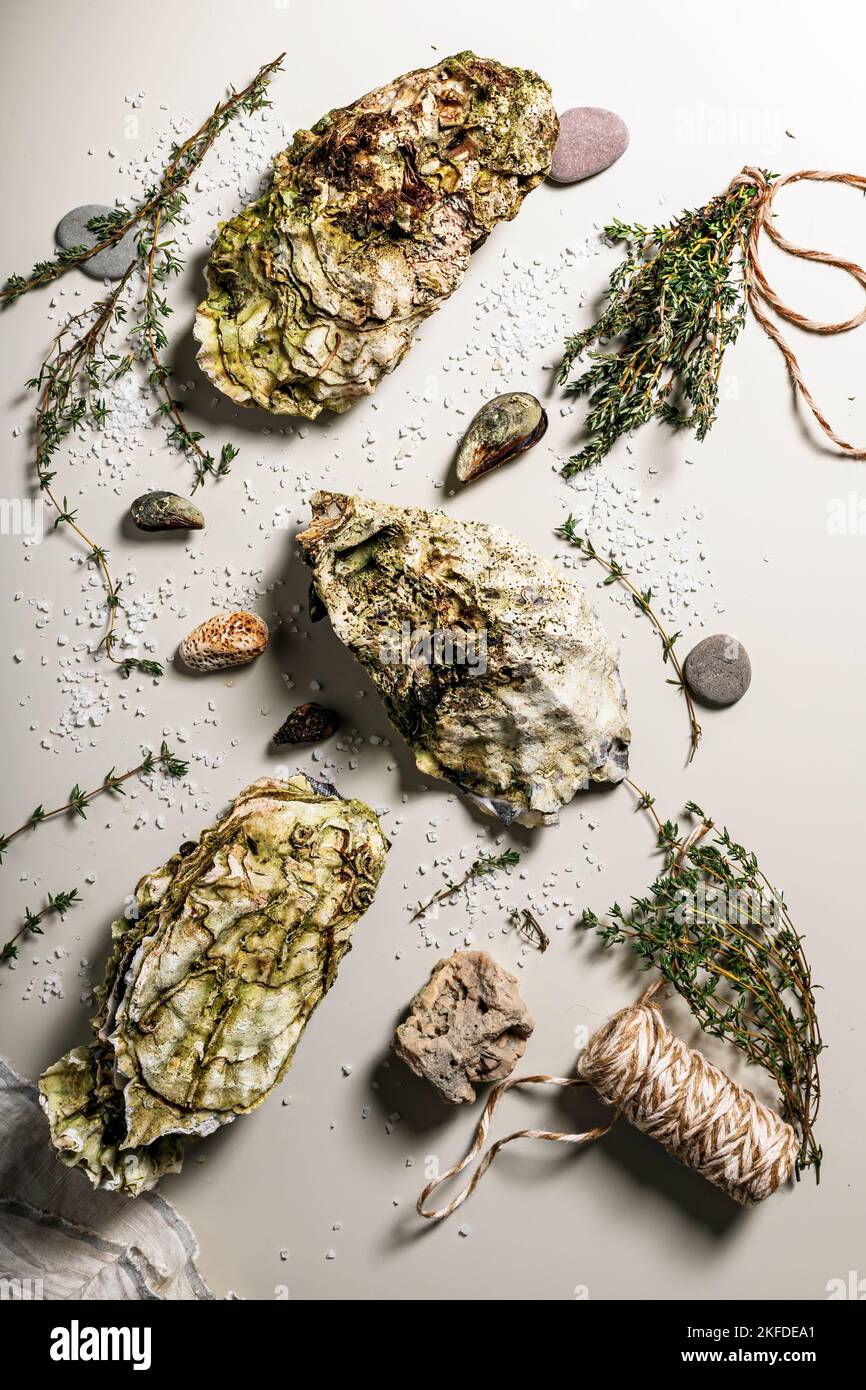 Frische Auster und Oegano. Lebensmittel flach Lay Zusammensetzung auf einem hellen Hintergrund. Gesunde und leckere natürliche Meeresfrüchte Stockfoto