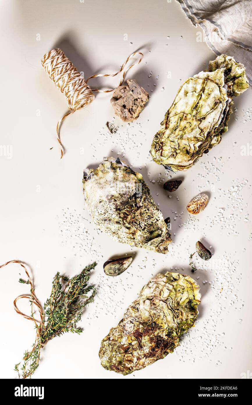 Frische Auster und Oegano. Lebensmittel flach Lay Zusammensetzung auf einem hellen Hintergrund. Gesunde und leckere natürliche Meeresfrüchte Stockfoto