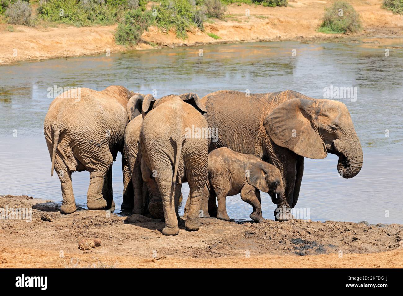 Afrikanische Elefanten (Loxodonta Africana) an einer Wasserstelle, Addo Elephant National Park, Südafrika Stockfoto