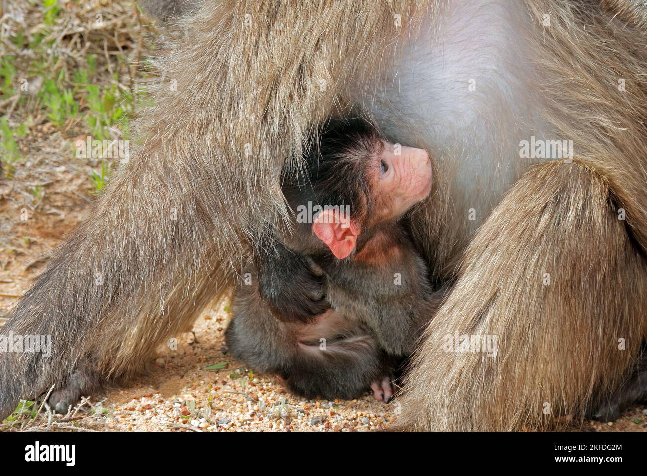 Ein kleiner Chacma-Pavian (Papio hamadryas) mit seiner Mutter, Südafrika Stockfoto