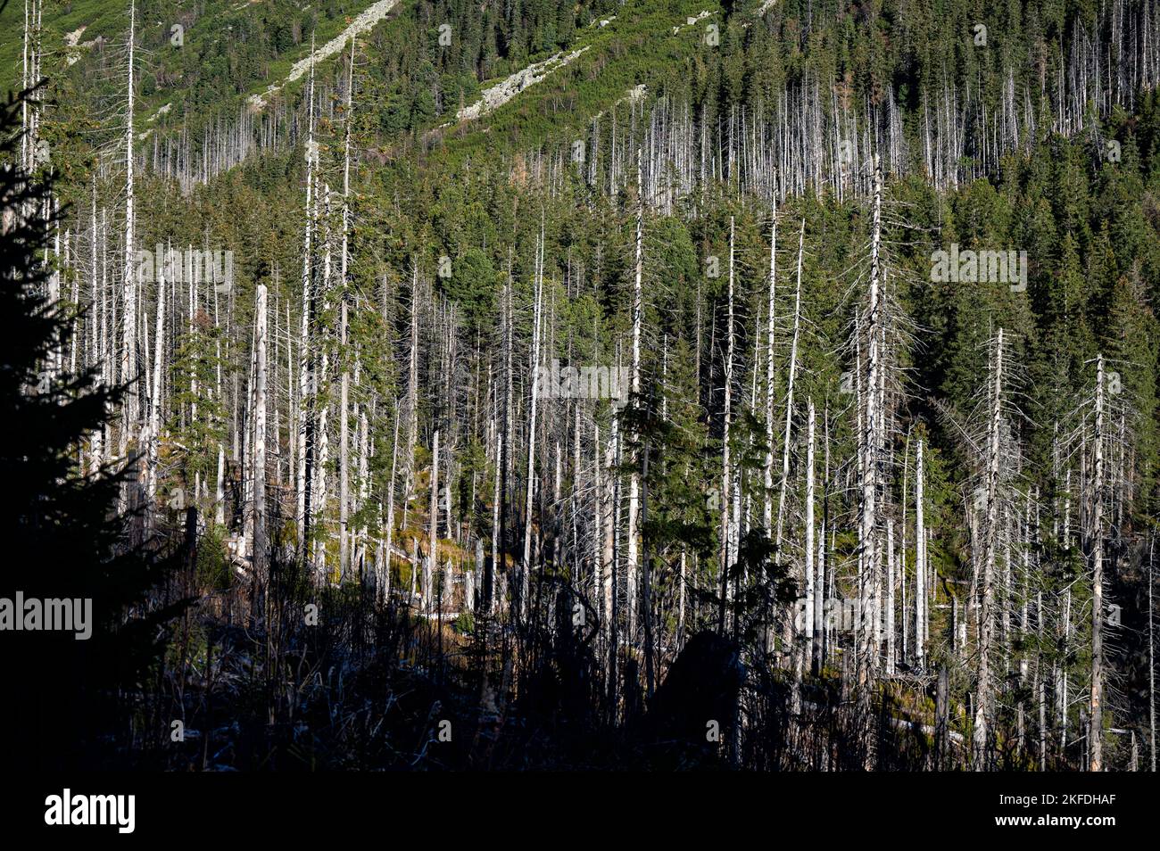 Toter Fichtenwald, der durch Luftverschmutzung und Rindenkäfer zerstört wurde. Tatra, Slowakei. Stockfoto