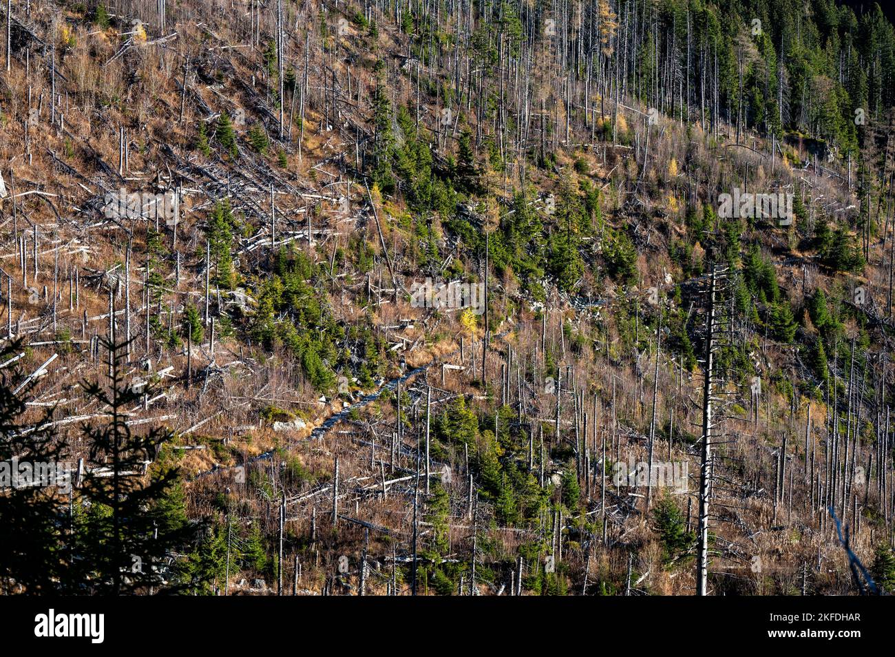 Toter Fichtenwald, der durch Luftverschmutzung und Rindenkäfer zerstört wurde. Tatra, Slowakei. Stockfoto