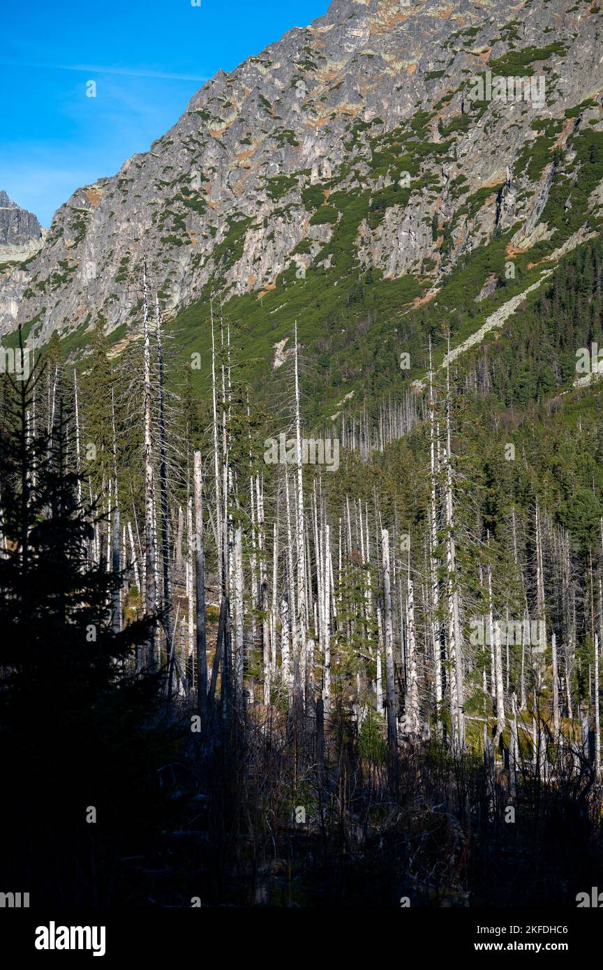Toter Fichtenwald, der durch Luftverschmutzung und Rindenkäfer zerstört wurde. Tatra, Slowakei. Stockfoto