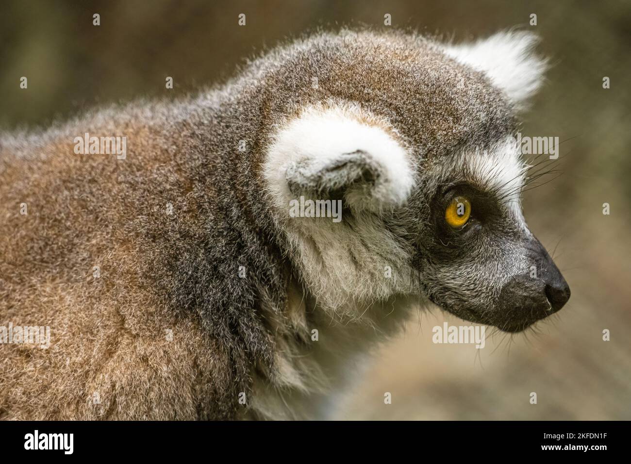 Krone Lemur (Eulemur coronatus) aus Madagaskar, einem Inselland vor der südostafrikanischen Küste, im Zoo Atlanta in Atlanta, Georgia. (USA) Stockfoto