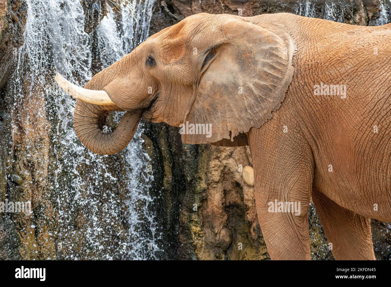Afrikanischer Elefant (Loxodonta africana) neben einem Wasserfall im Habitat African Savanna im Zoo Atlanta in Atlanta, Georgia. (USA) Stockfoto