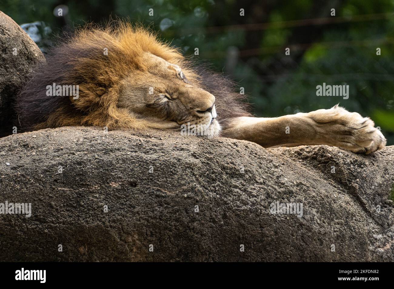 Schlafender afrikanischer Löwe (Panthera leo) im Zoo Atlanta in der Nähe der Innenstadt von Atlanta, Georgia. (USA) Stockfoto