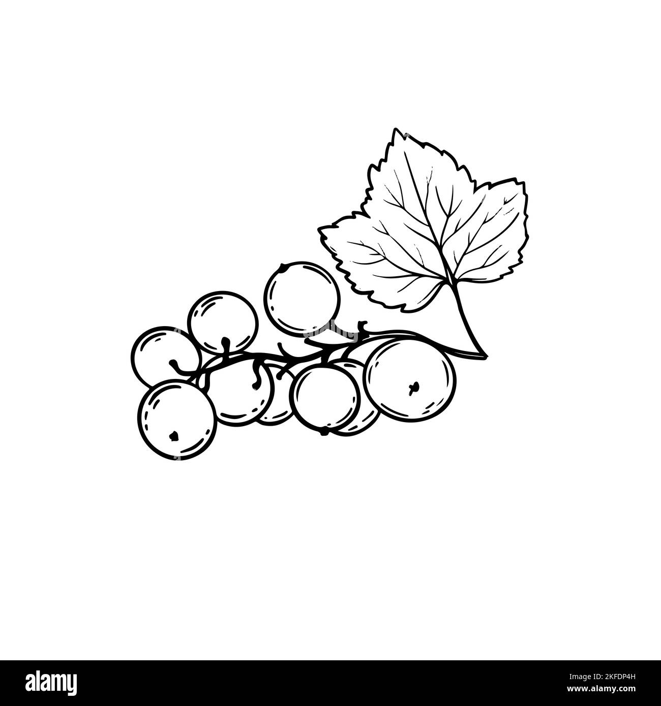 SCHWARZE JOHANNISBEERE Benefit Berry Diet Garden Nature Handgezeichnete Vektor-Illustration für Print Stock Vektor