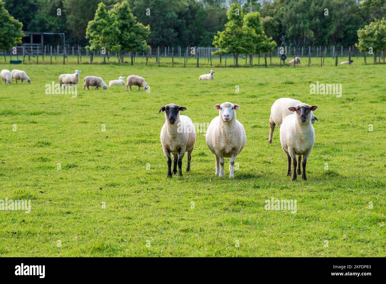 Eine Herde weißer, gesunder Schafe in einer grünen, grasbewachsenen Paddock-Farm Stockfoto