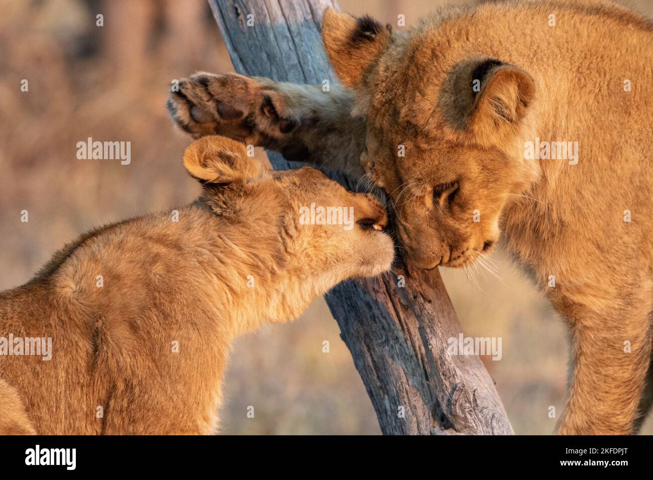 Ein zärtlicher Moment zwischen Löwengeschwistern Stockfoto