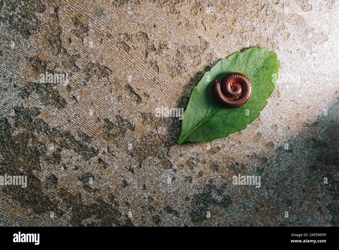 Hochauflösendes Foto von Tausendfüßler wickelt sich auf die Blätter, um sich vor Gefahren zu schützen Stockfoto