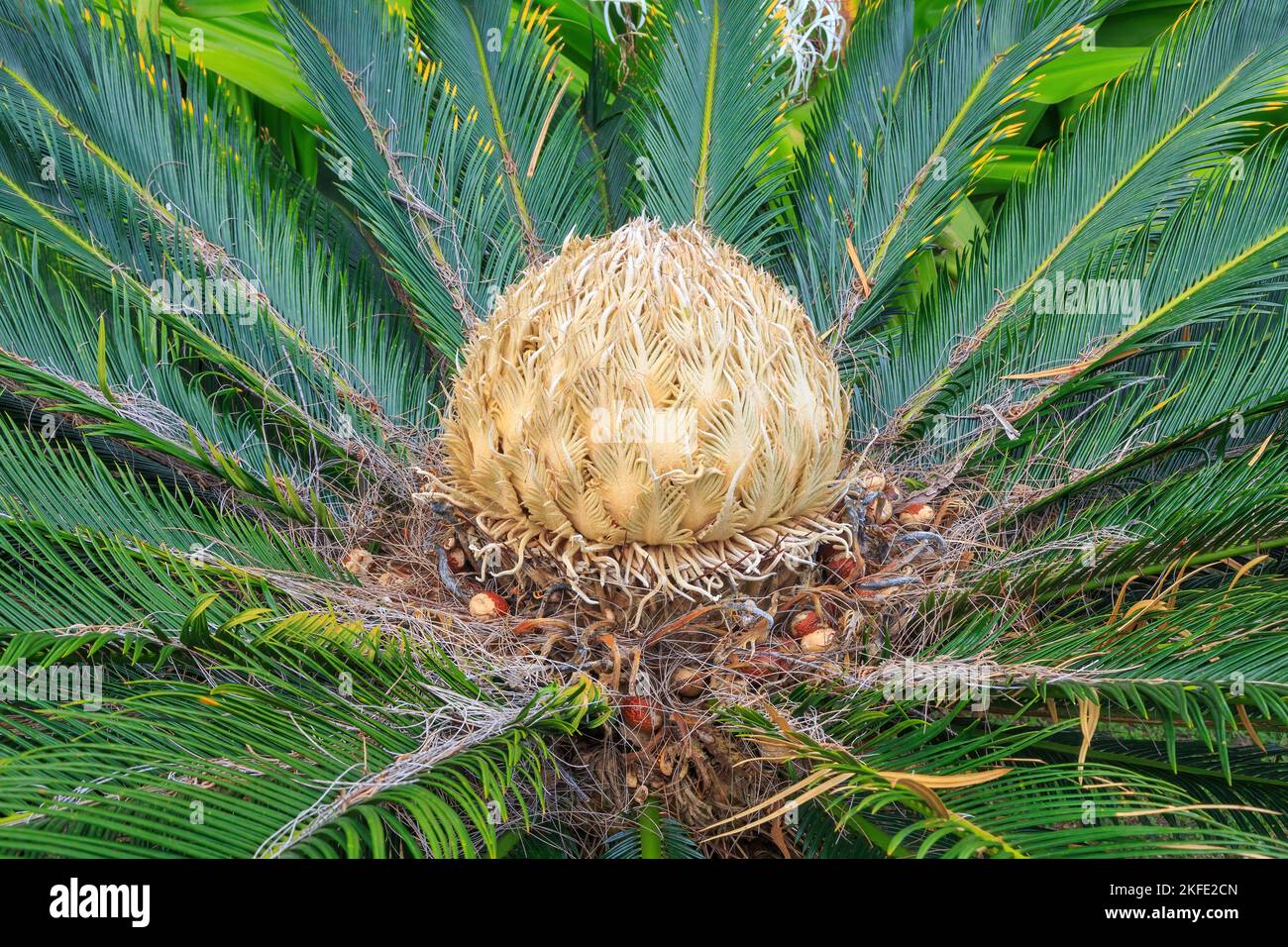 Ein Weibchen auf einem Zykad, Cycas Revoluta, auch bekannt als Sago-Palme. Zykaden sind eine alte Gruppe palmenartiger Pflanzen Stockfoto