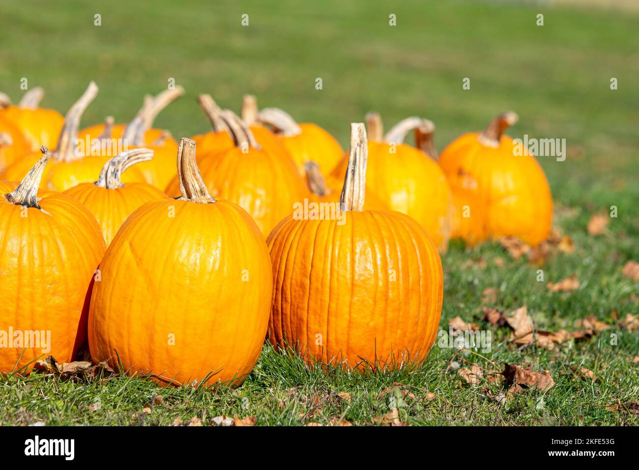 Orange Kürbissin eine Gruppe auf Gras an einem Stand im Oktober. Stockfoto