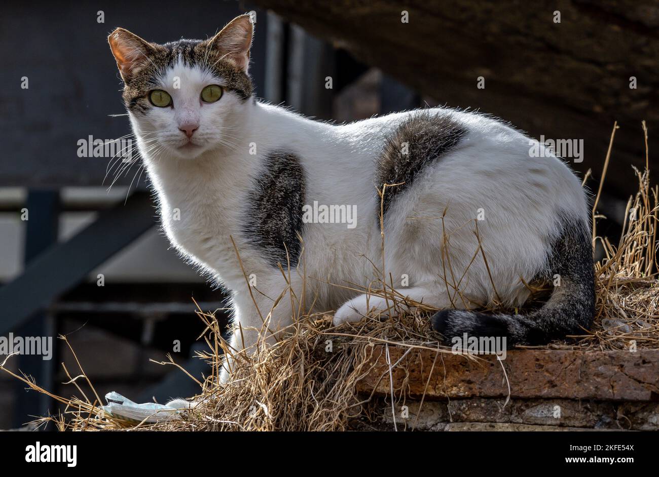 Eine niedliche flauschige gepunktete Katze, die auf einer Treppe sitzt und  die Kamera anschaut Stockfotografie - Alamy