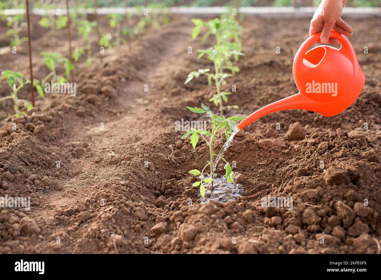 Arbeiter wird woteringewly Tomatenpflanze in einem Gemüsegarten im Frühjahr gepflanzt Stockfoto