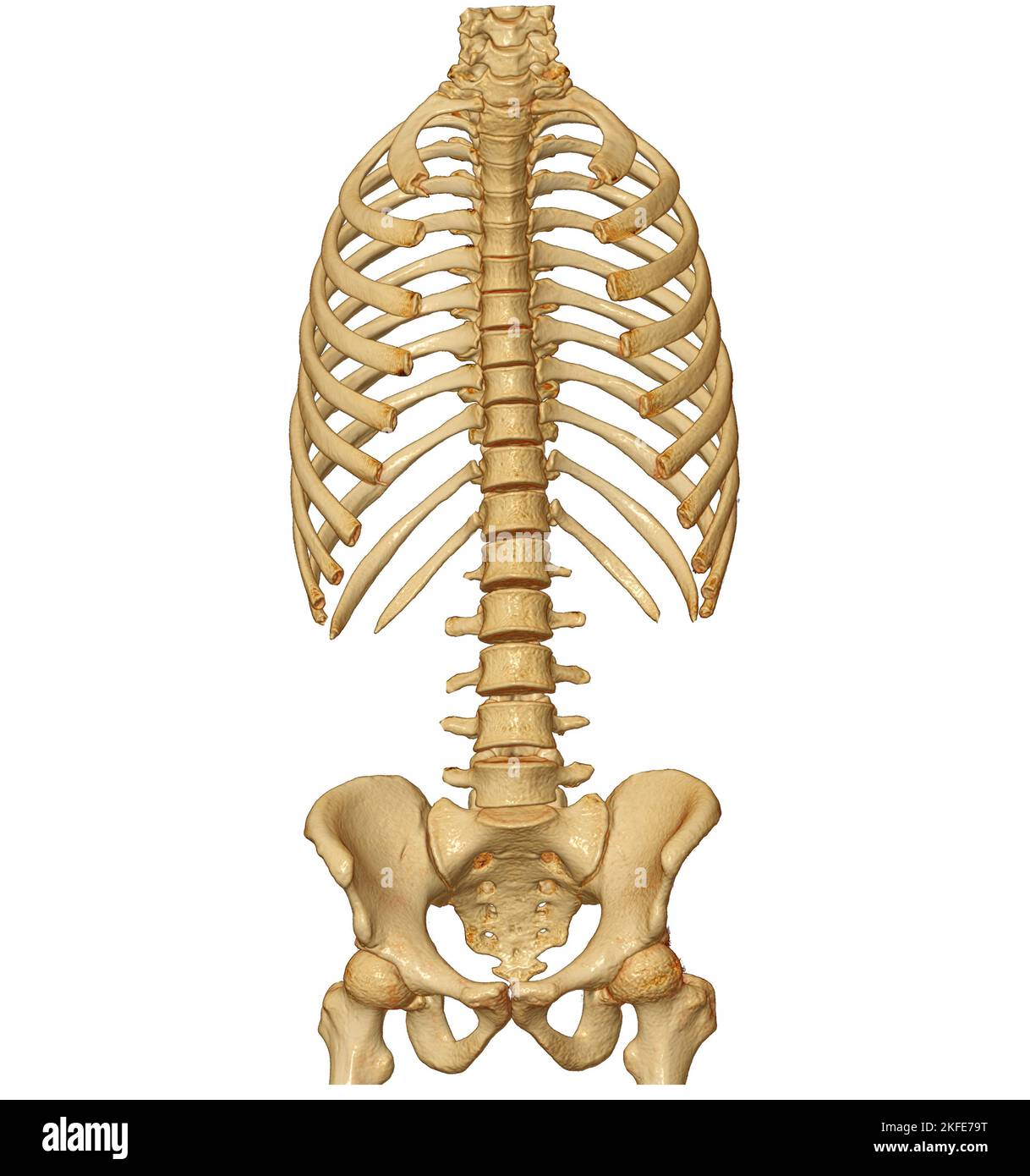CT-Scan der gesamten Wirbelsäule 3D mit Darstellung der Profilwirbelsäule. Muskel-Skelett-System Menschlicher Körper. Struktur Der Wirbelsäule. Untersuchung von Problemerkrankungen und Trea Stockfoto