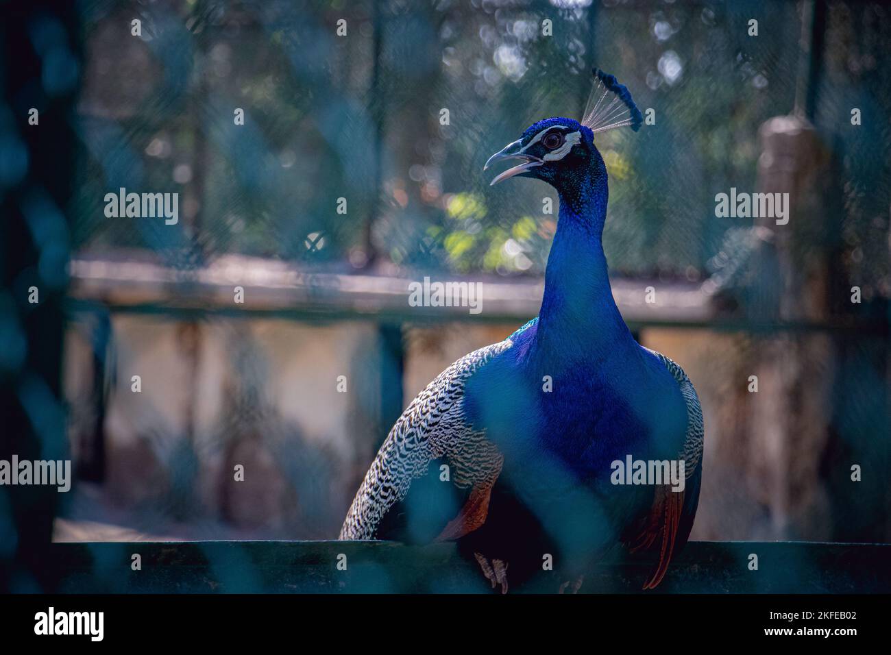 Auge eines blauen Pfaus im Zoo von Bangladesch Stockfoto