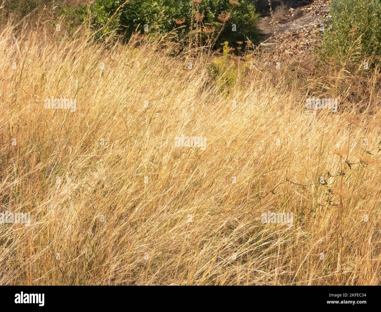 Feld von Wildgras in der Sonne getrocknet, Nahaufnahme Stockfoto