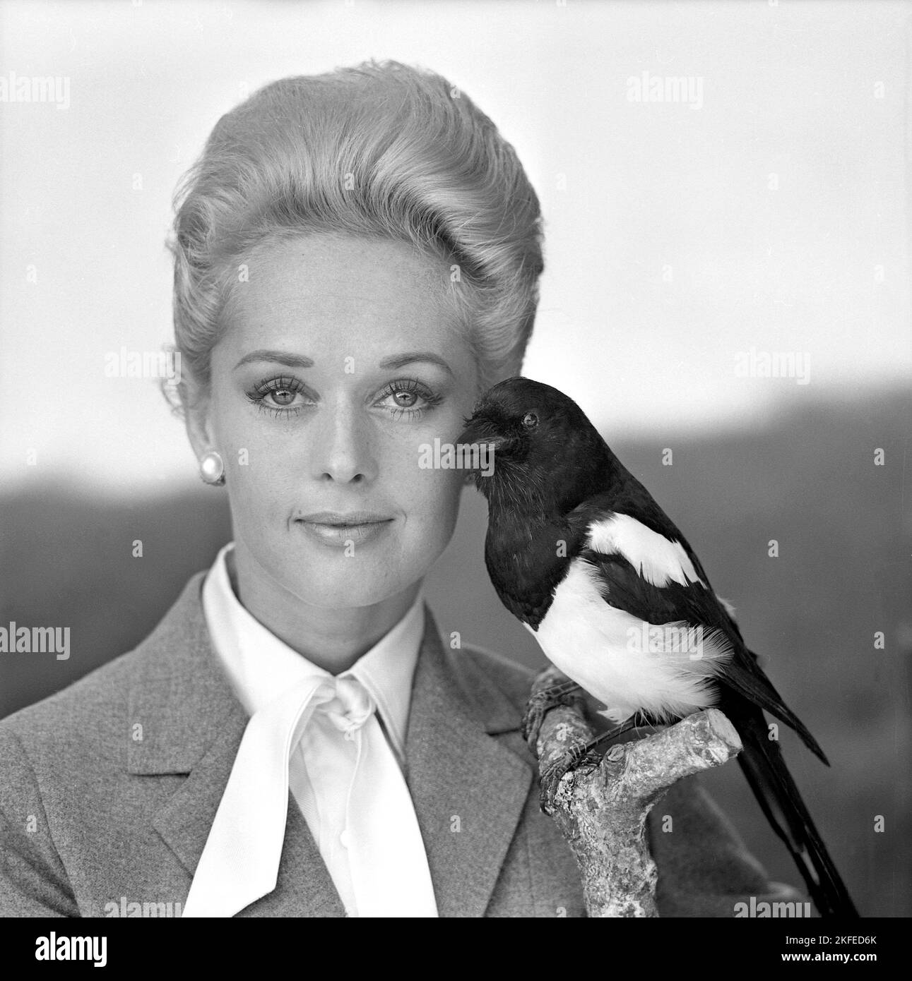 Tippi Hedren. Amerikanische Schauspielerin, geboren im januar 19 1930. Sie wurde vom Filmregisseur Alfred Hitchcock entdeckt und erhielt großes Lob für ihre Arbeit im Spannung-Thriller The Birds 1963. Abgebildet bei einem Besuch in Schweden, um für den Film zu werben. Stockfoto