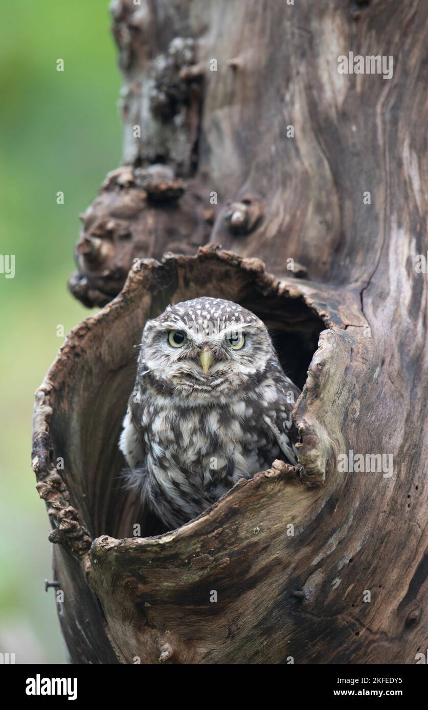 Kleine Eule: Athene noctua. Gefangener Vogel, kontrollierte Bedingungen. Hampshire, Großbritannien Stockfoto