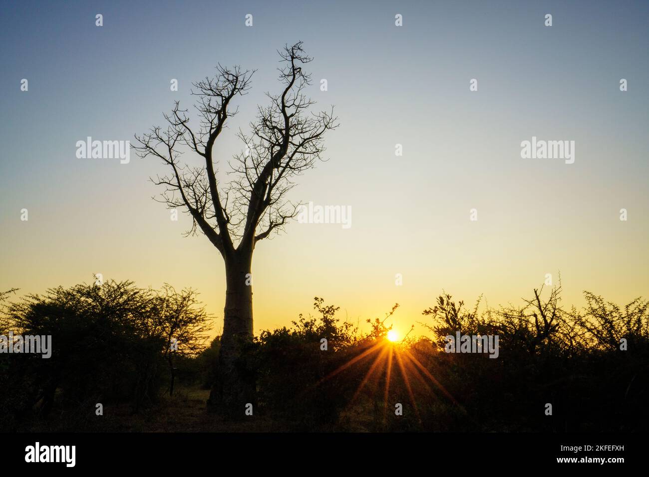 Baobab-Baumsilhouette (Adansonia digitata), leuchtend blauer afrikanischer Sonnenuntergangshimmel und orangefarbene Sonnenstrahlen. Victoria Falls, Simbabwe, Afrika Stockfoto