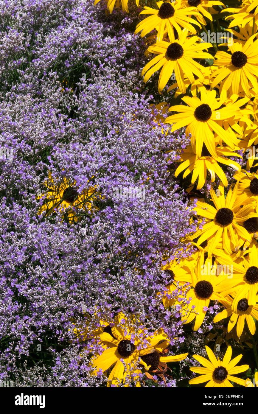Violette gelbe Blumen Schwarze-Augen-Susan, Rudbeckia Goldsturm, Limonium Latifolium Garten, Lavendel gemischt, Blumenbett Stockfoto