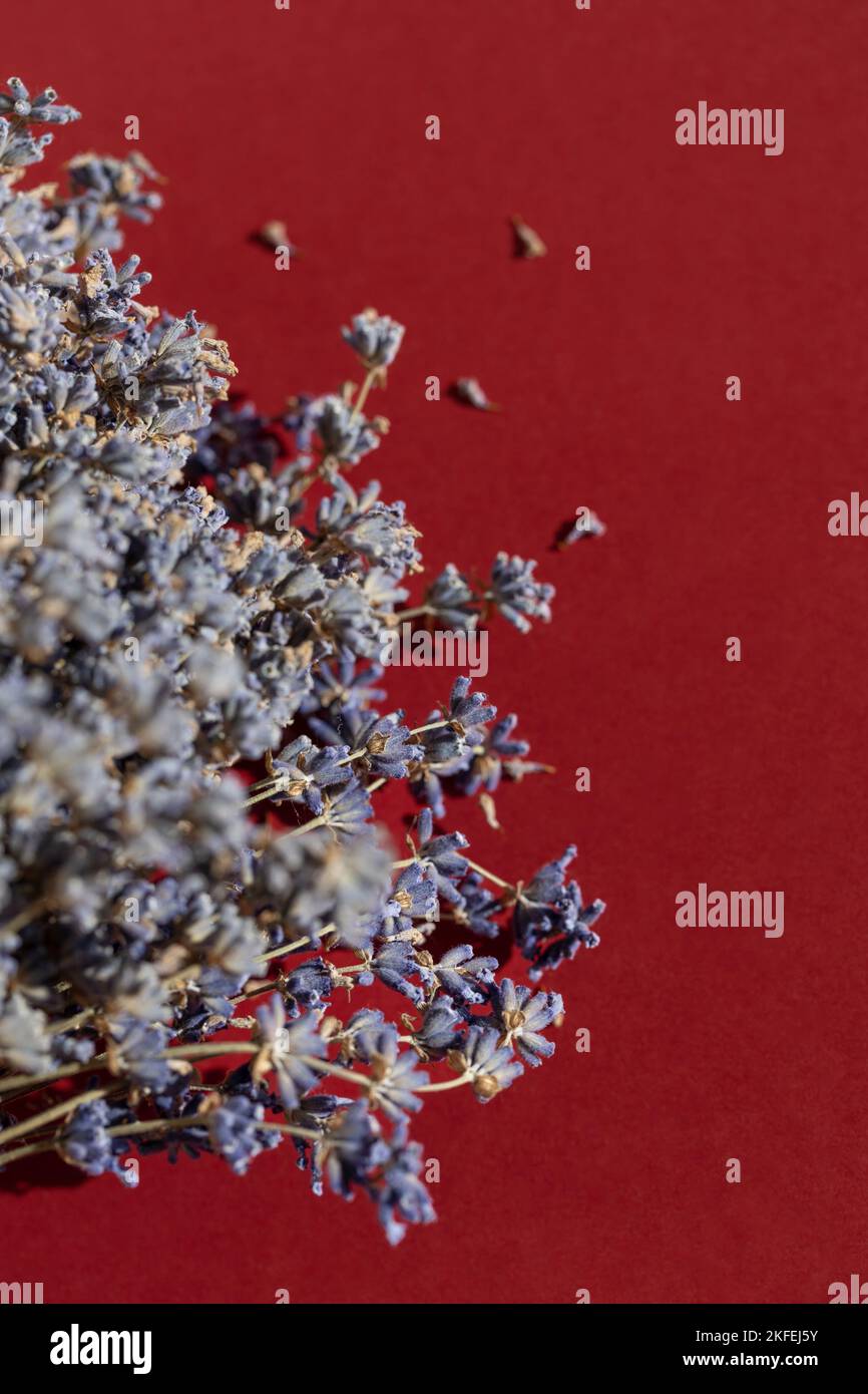 Bund trockener Lavendel auf rotem Hintergrund. Stockfoto