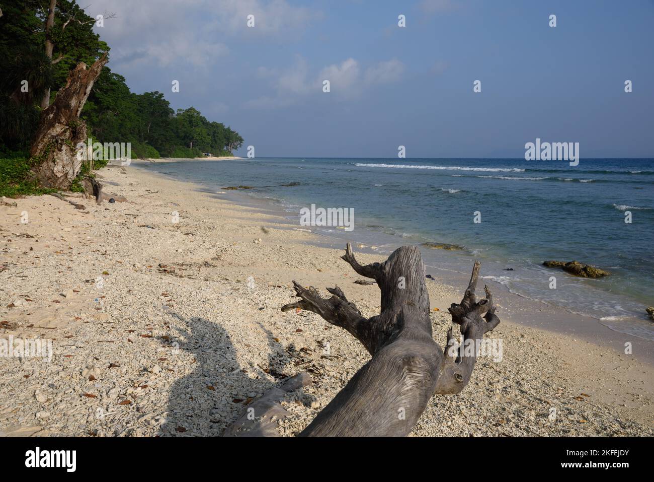 Driftwood, Laxmanpur Beach, Neil Island, Shaheed Deep, Andaman und Nicobar Islands, Union Territory, UT, Indien Stockfoto