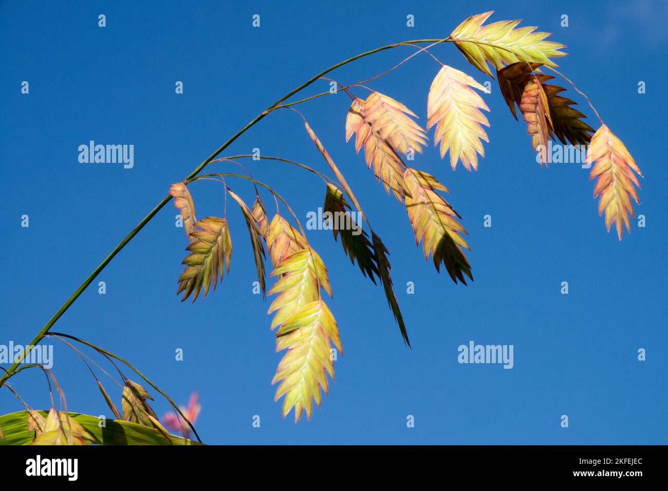 Samen auf Dekorationsgras, Stacheln, Nordsee-Hafer, Chasmanthium latifolium Ziergras indischer Holzhafer, Spangle-Gras Stockfoto