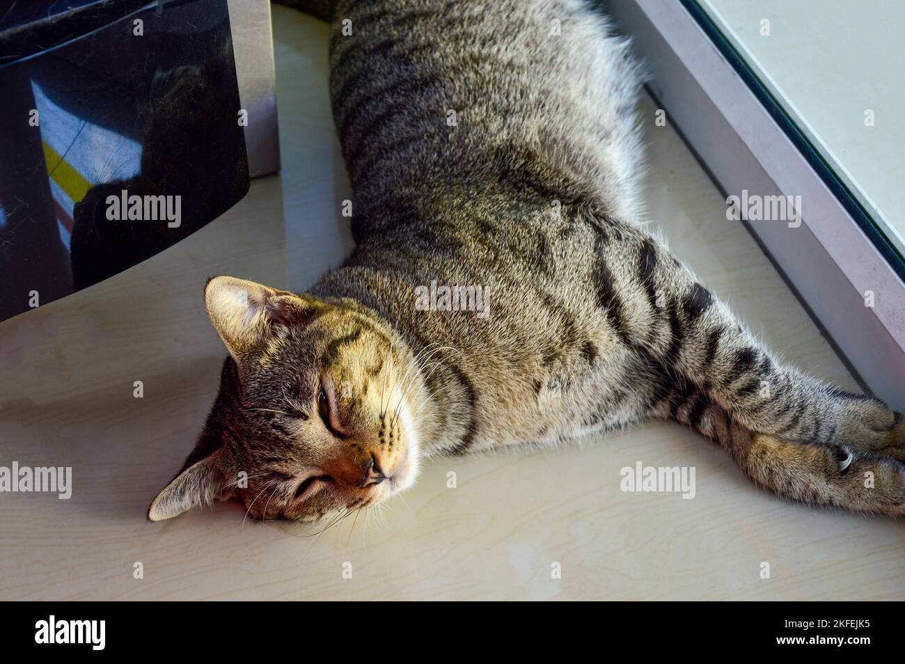 Schlafende Katze sehr entspannte Haltung Stockfoto