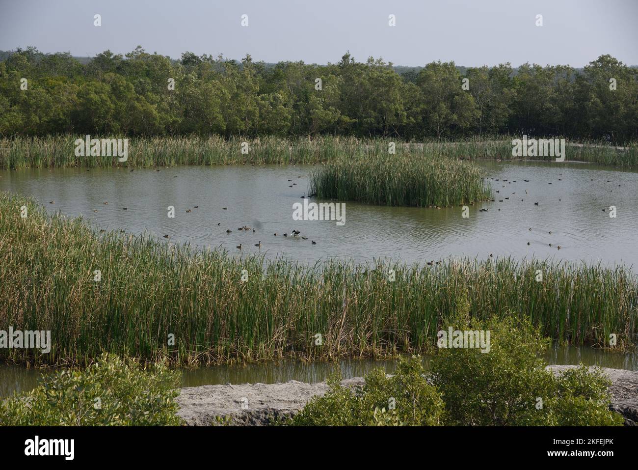 Süsswasserteich, Dobanki Camp, Sunderban, South 24 Pargana, Westbengalen, Indien Stockfoto