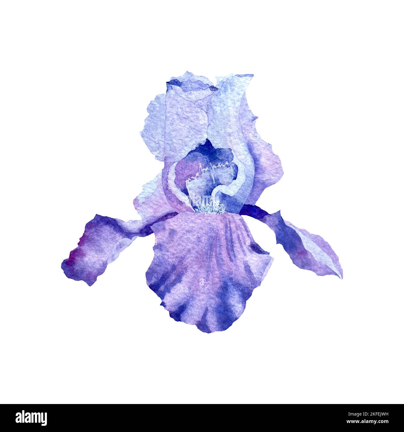 Iris Blume Knospe violett eine Aquarell-Illustration Stockfoto