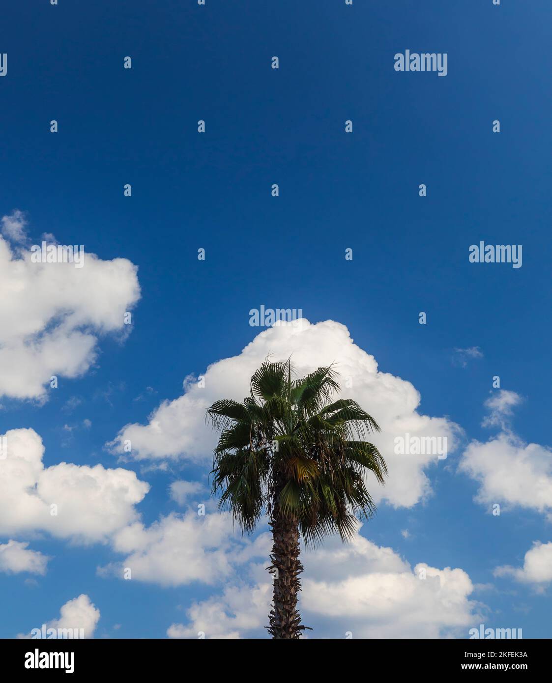 Palmen vor dem Hintergrund des Himmels mit Wolken Stockfoto