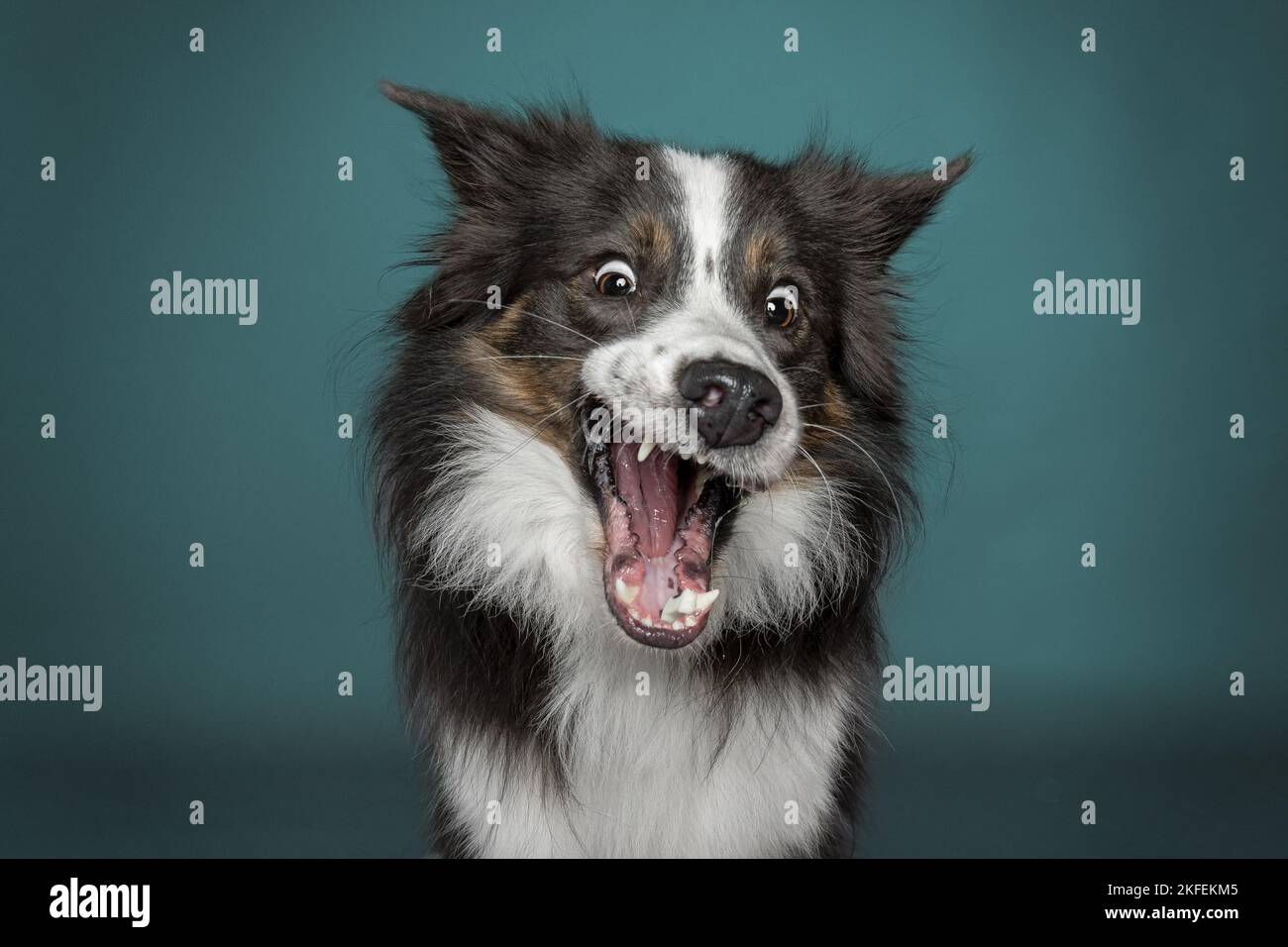 Border Collie Fänge behandeln Stockfoto
