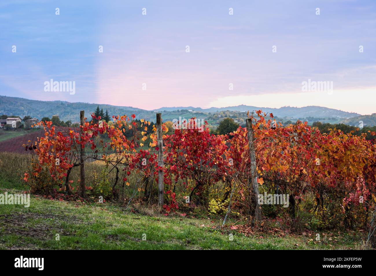 Herbstlandschaft, rote und orangefarbene Weinberge in Castelvetro di Modena, Italien. Stockfoto