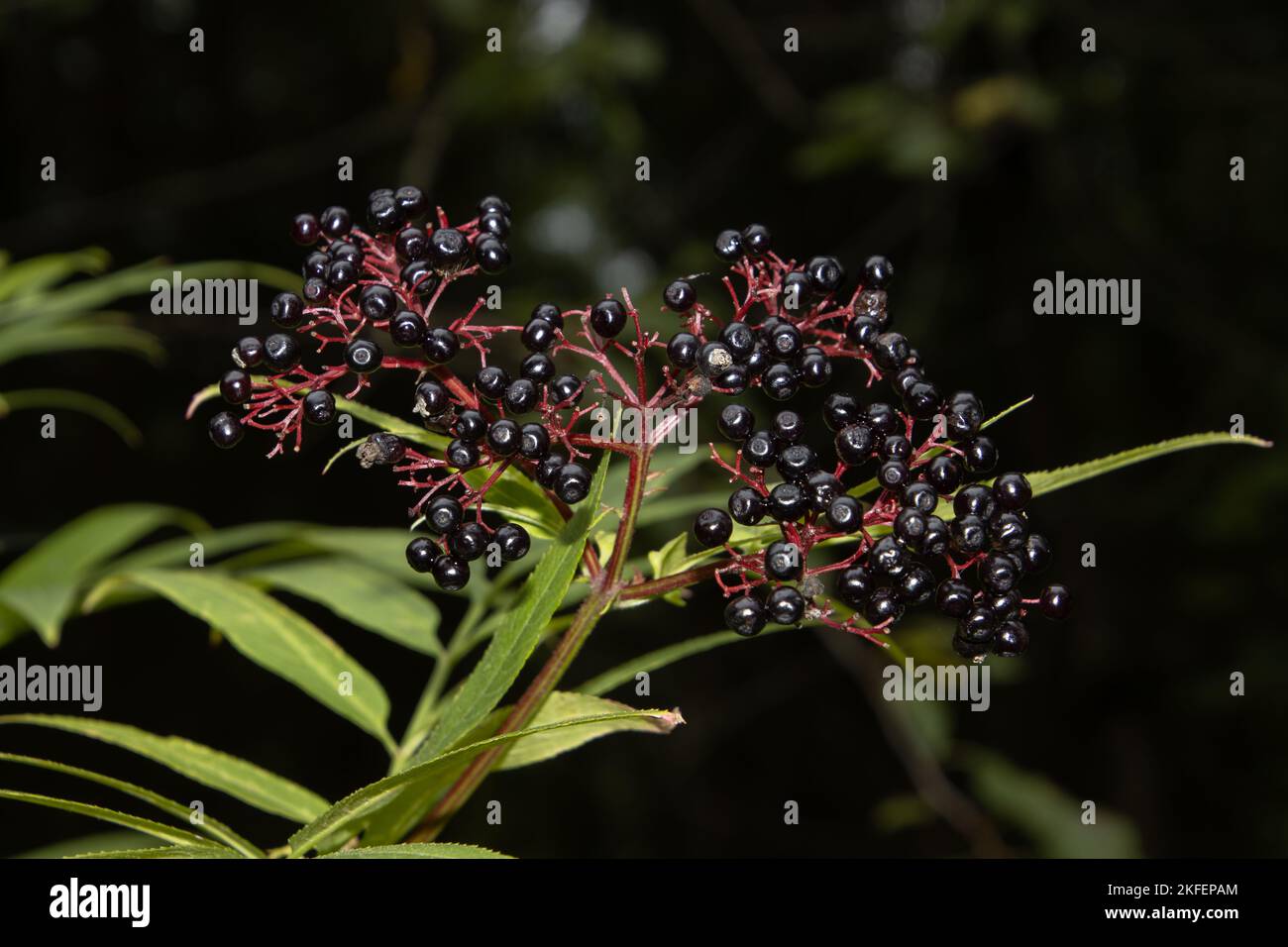 Schwarze Beeren von Danewort, auch Sambucus ebulus genannt Stockfoto