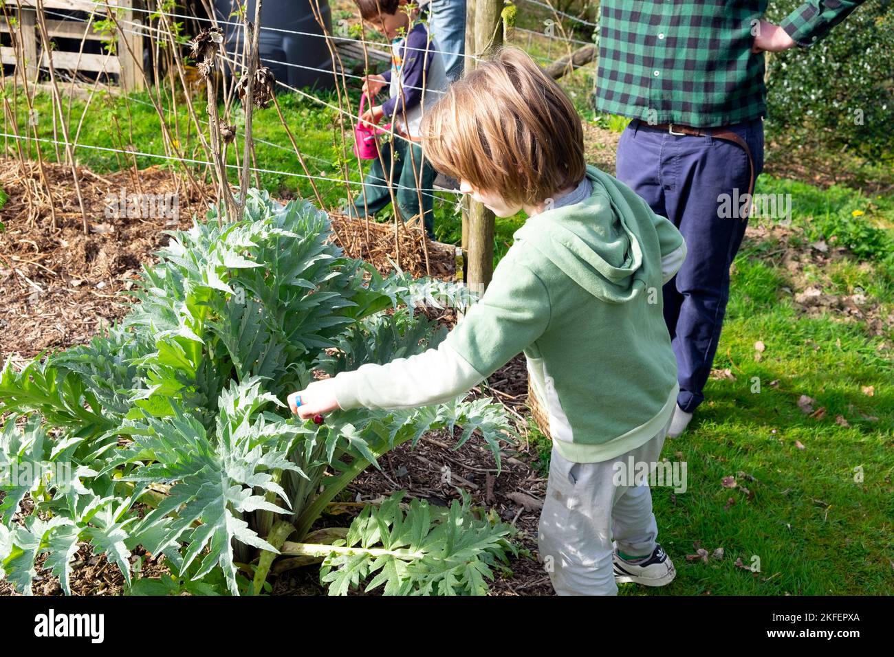 Junge 4 Jahre 5 Jahre auf der Suche nach Schokoladeneiern auf der Ostereiersuche in Artischockenpflanzen, die im April-Garten wachsen Wales Großbritannien KATHY DEWITT Stockfoto