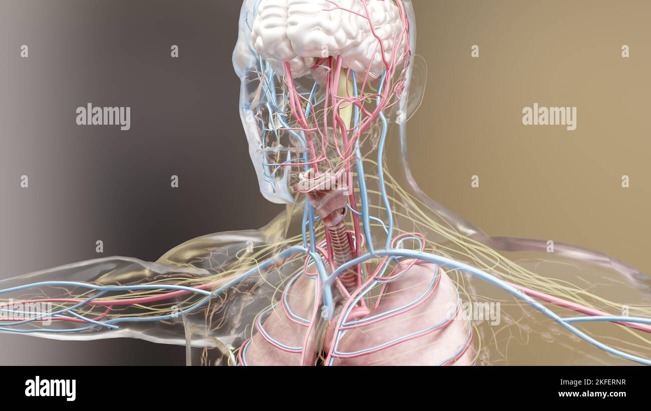 Menschliche Anatomie, Organe, Knochen. Kreative Farbpaletten und Designerdetails, unstrukturierte Teile, 3D-Rendering, Stockfoto