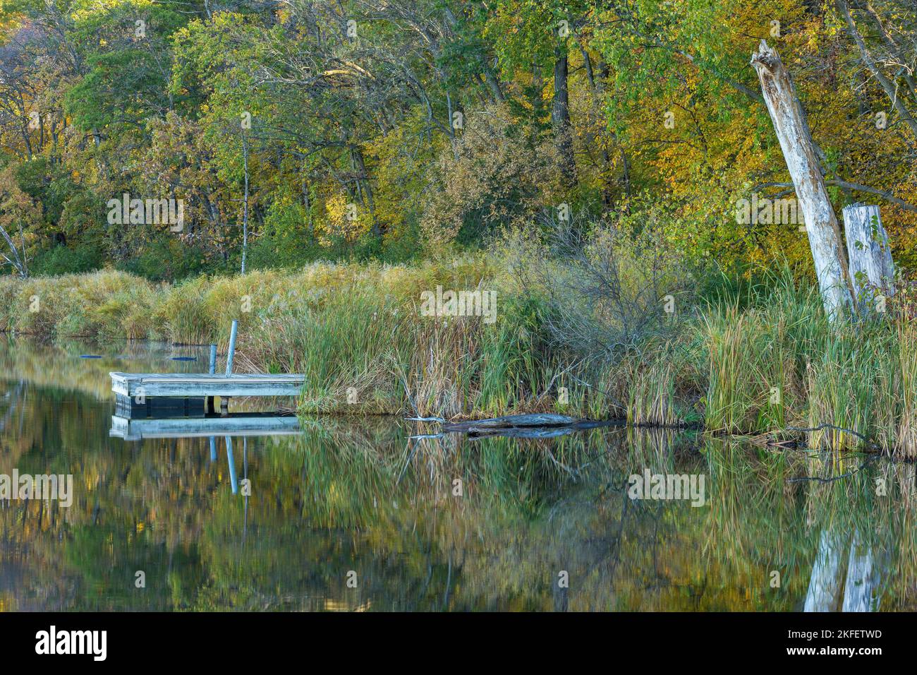 Ein reflektierender See mit einer Bootsanlegestelle am Wald im Herbst. Stockfoto