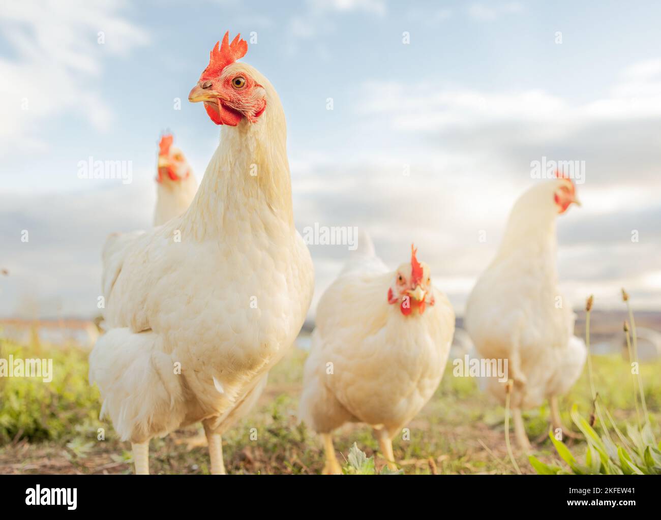 Huhn, Landwirtschaft und Landwirtschaft auf Gras, Feld oder im Freien für Freilandessen, Bio-oder nachhaltige Farm. Geflügel, Vögel oder Tiere auf Eiweißgehalt Stockfoto
