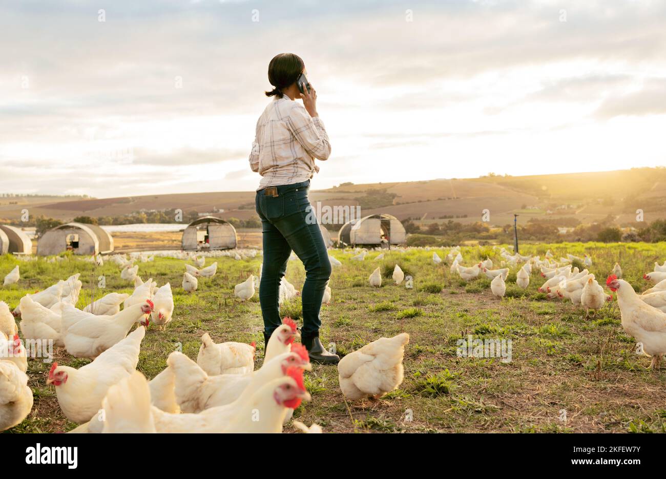 Landwirtschaft, Huhn und Telefon von Bauernhof Frau auf dem Land mit 5G Kommunikation für Geflügel Geschäft. Gras, Tiere und Landwirt auf dem Handy reden weiter Stockfoto