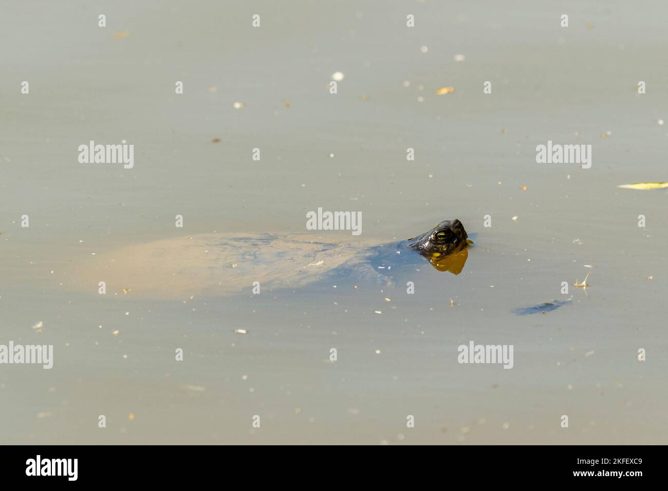 Eine Nahaufnahme einer Blanding-Schildkröte, Emydoidea blandingii, die in einem schmutzigen Wasser schwimmt Stockfoto