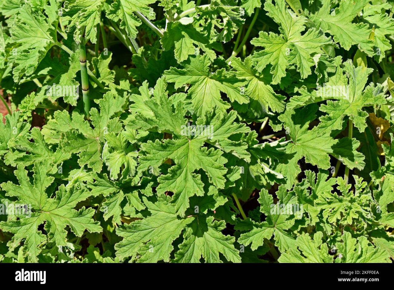 Gemeine Malvenblätter (Malva sylvestris) im Garten in Teresopolis, Rio de Janeiro, Brasilien Stockfoto