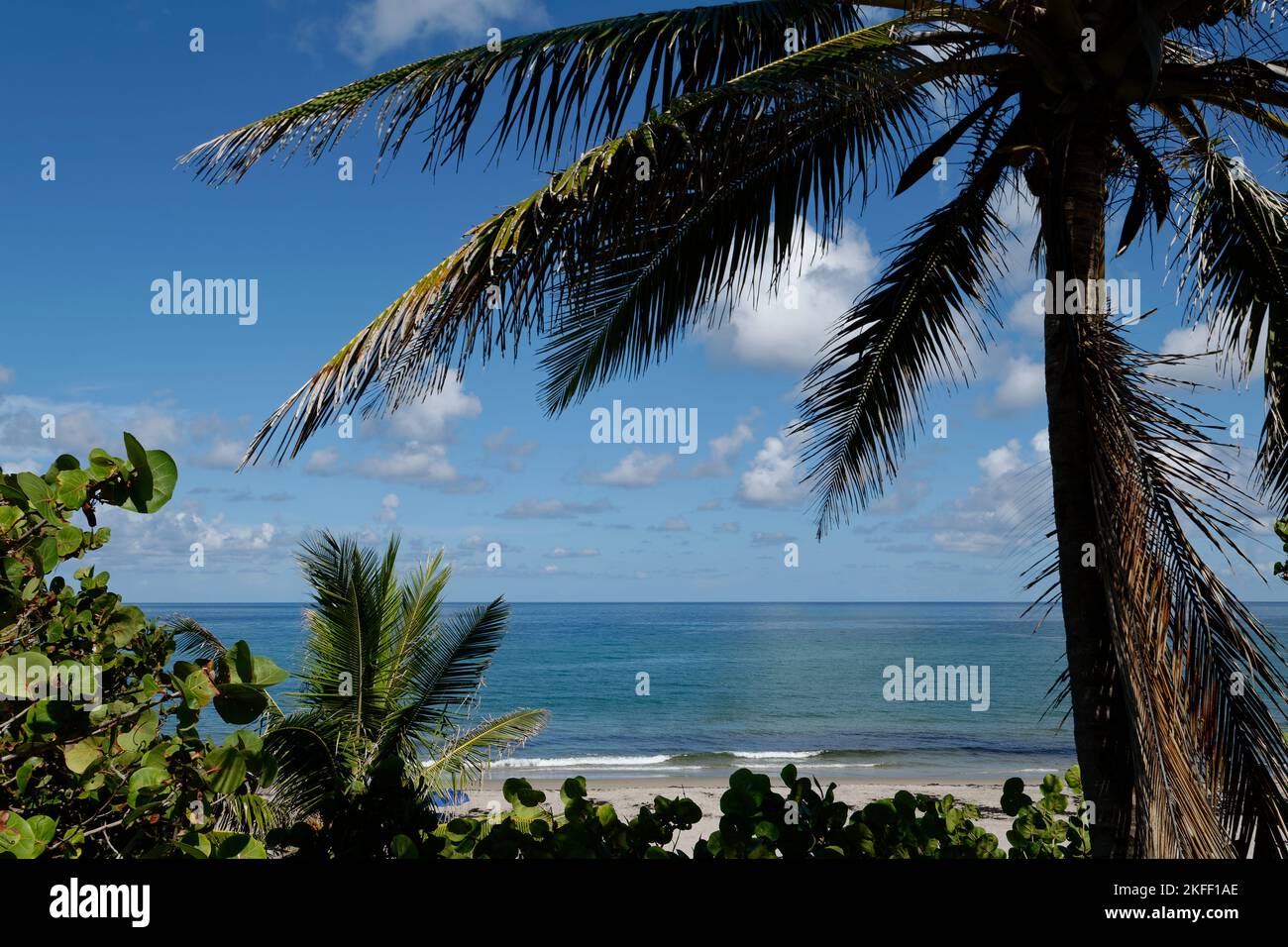 Ein Fenster durch die Palmen nach South Beach Stockfoto