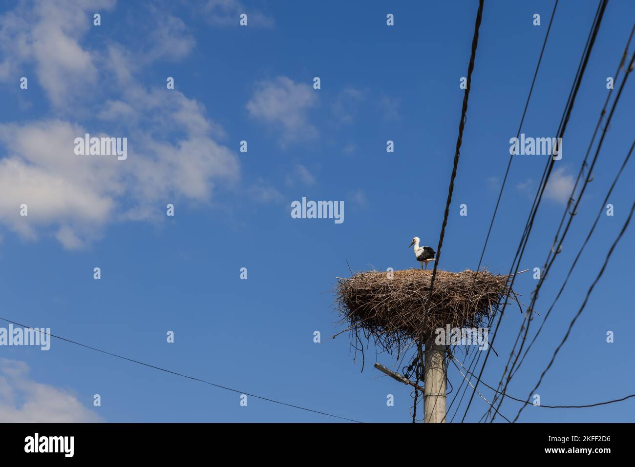 Ein eineinziger Storch steht in einem Nest, das auf einem elektrischen Mast gegen den blauen Himmel gebaut ist Stockfoto