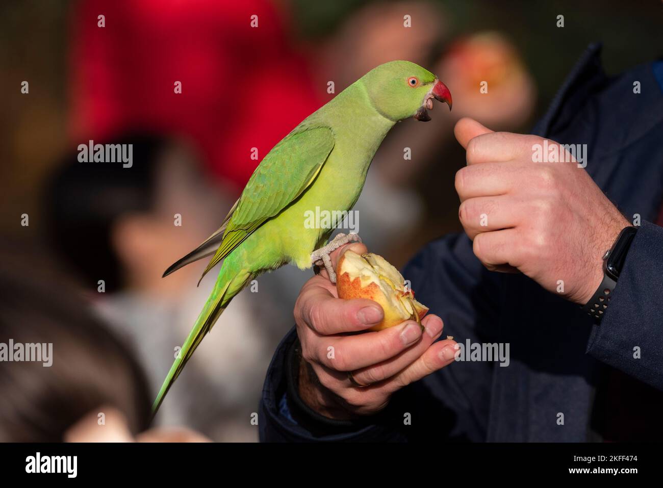 Person, die an einem hellen Herbsttag einen Apfel zu einem grünen ringhalsigen Sittich in einem Londoner Park füttert. Feral-Sittich, der aus der Hand isst. Zunge raus Stockfoto