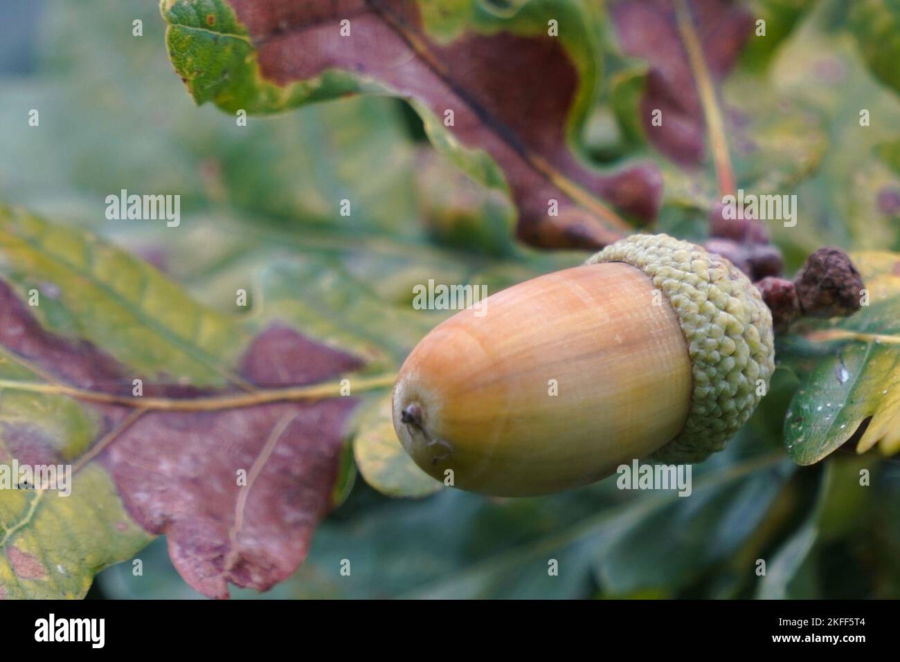 Eicheln, Herbst, Fall, auf Blättern, Eichen, Reif, kurz davor zu fallen, austauschbar, Laub fallen, Eicheln fallen lassen, Eichhörnchen, sich drehende Blätter, Kompost-Eichel Stockfoto