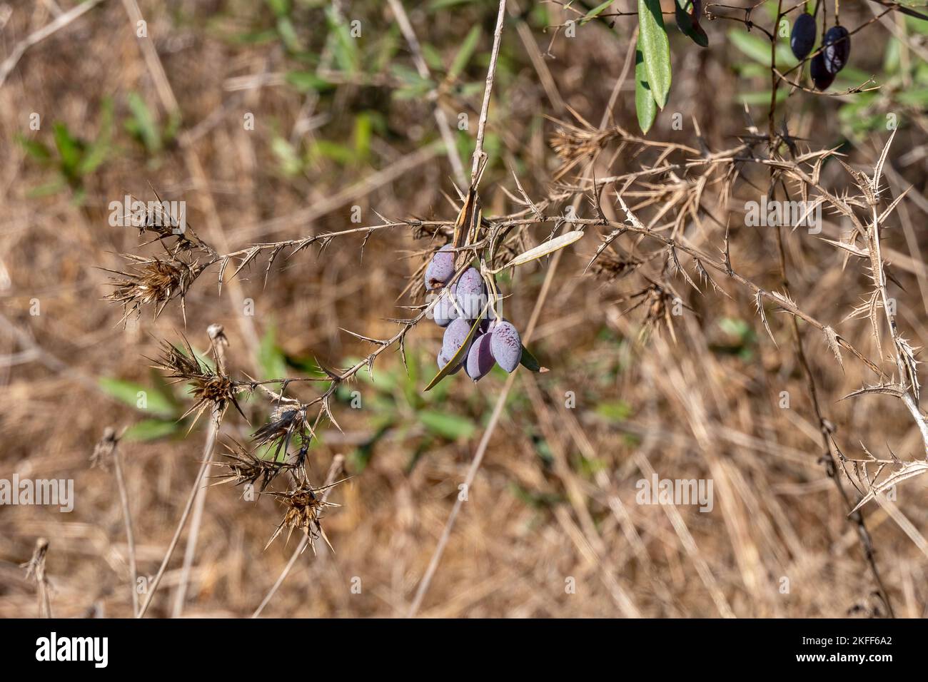 Reife Olivenbeere zwischen Laub auf Ästen aus der Nähe. Ernte. Israel Stockfoto