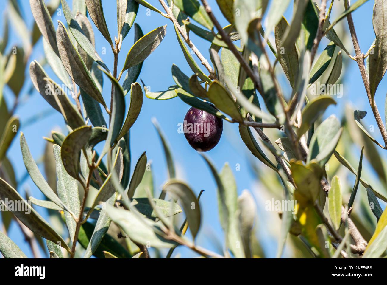 Reife Olivenbeere zwischen Laub auf Ästen aus der Nähe. Ernte. Israel Stockfoto