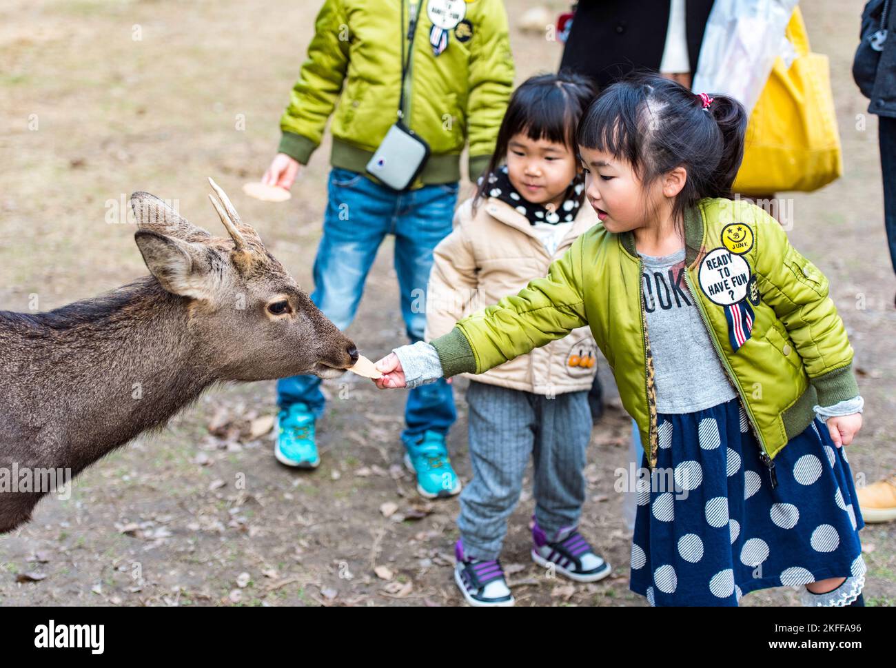 NARA CITY - JAN 04: Kind, Mädchen füttern Sika-Hirsche in einem Park der Stadt Nara am 04. Januar. 2017 in Japan. Stockfoto