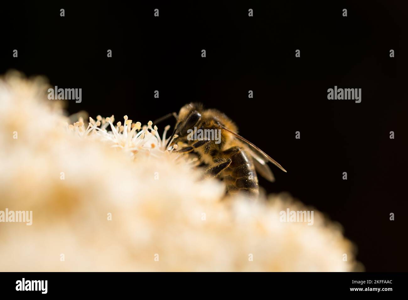 Nahaufnahme der Biene bei der Arbeit an der Blume Stockfoto